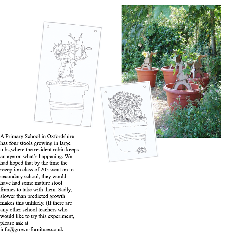 stools growing in containers