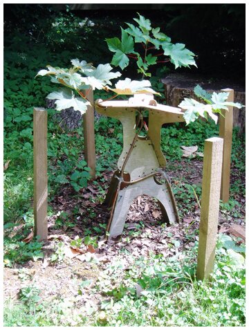 Stools growing in the arboretum at Westonbirt, Gloucestershire